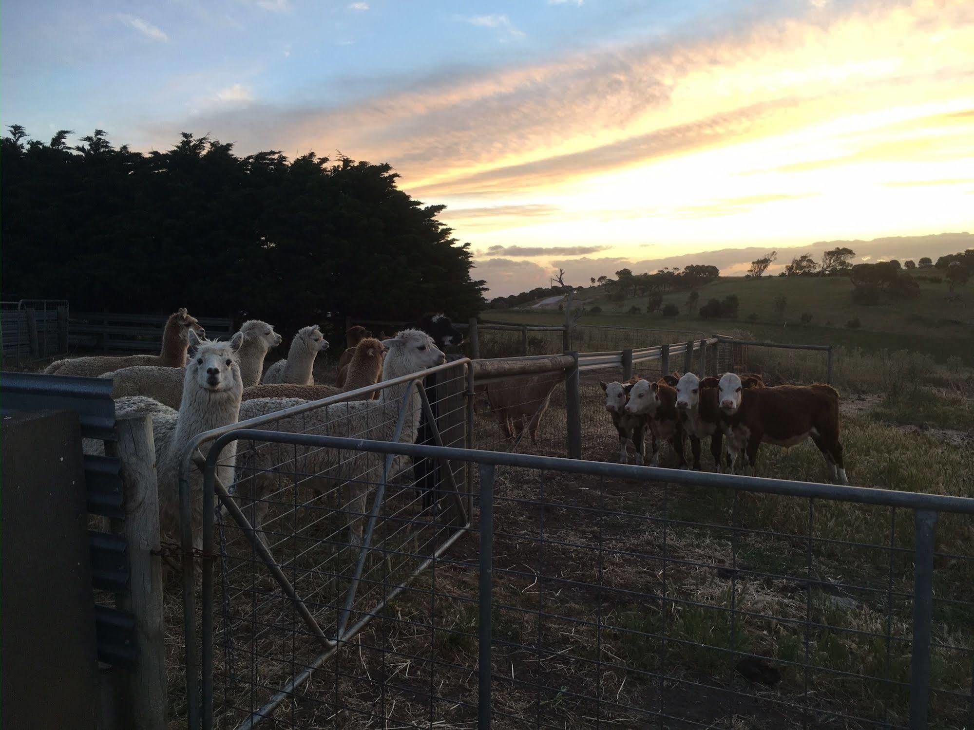 Morella Farmstay Cape Jervis Exteriér fotografie
