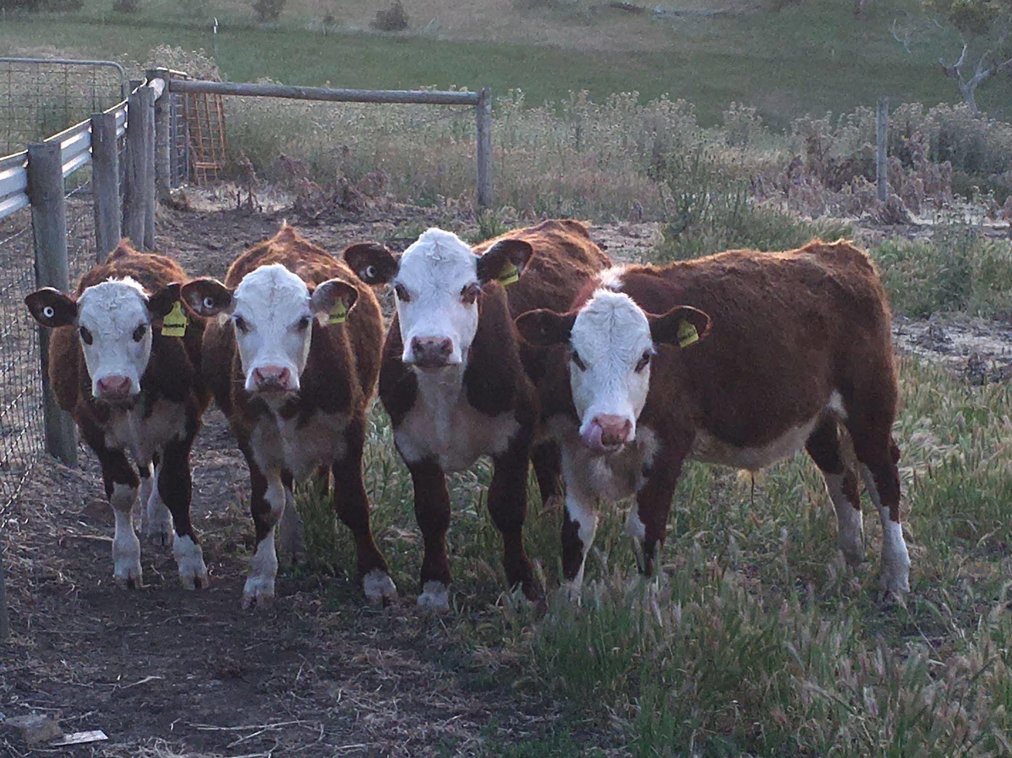 Morella Farmstay Cape Jervis Exteriér fotografie